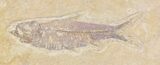 Diplomystus and Knightia Fossil Fish Plate - x #29581-4